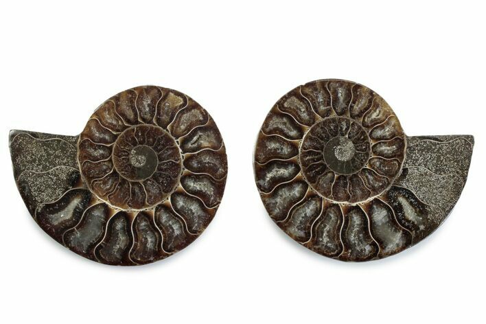 Cut & Polished Ammonite Fossil - Madagascar #377585